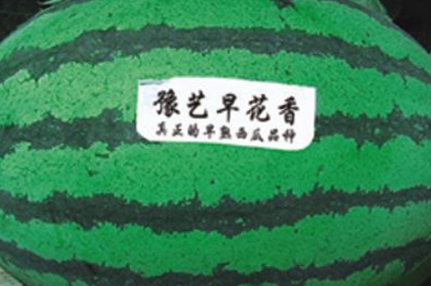 bb贝博艾弗森官方网站早花香