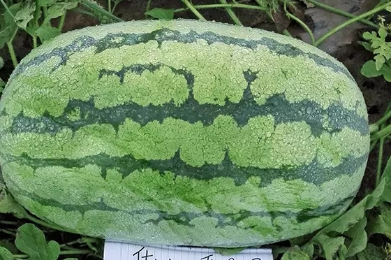 西瓜只为夏天而生吗？