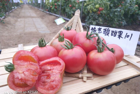 bb贝博艾弗森官方网站酸甜果101 