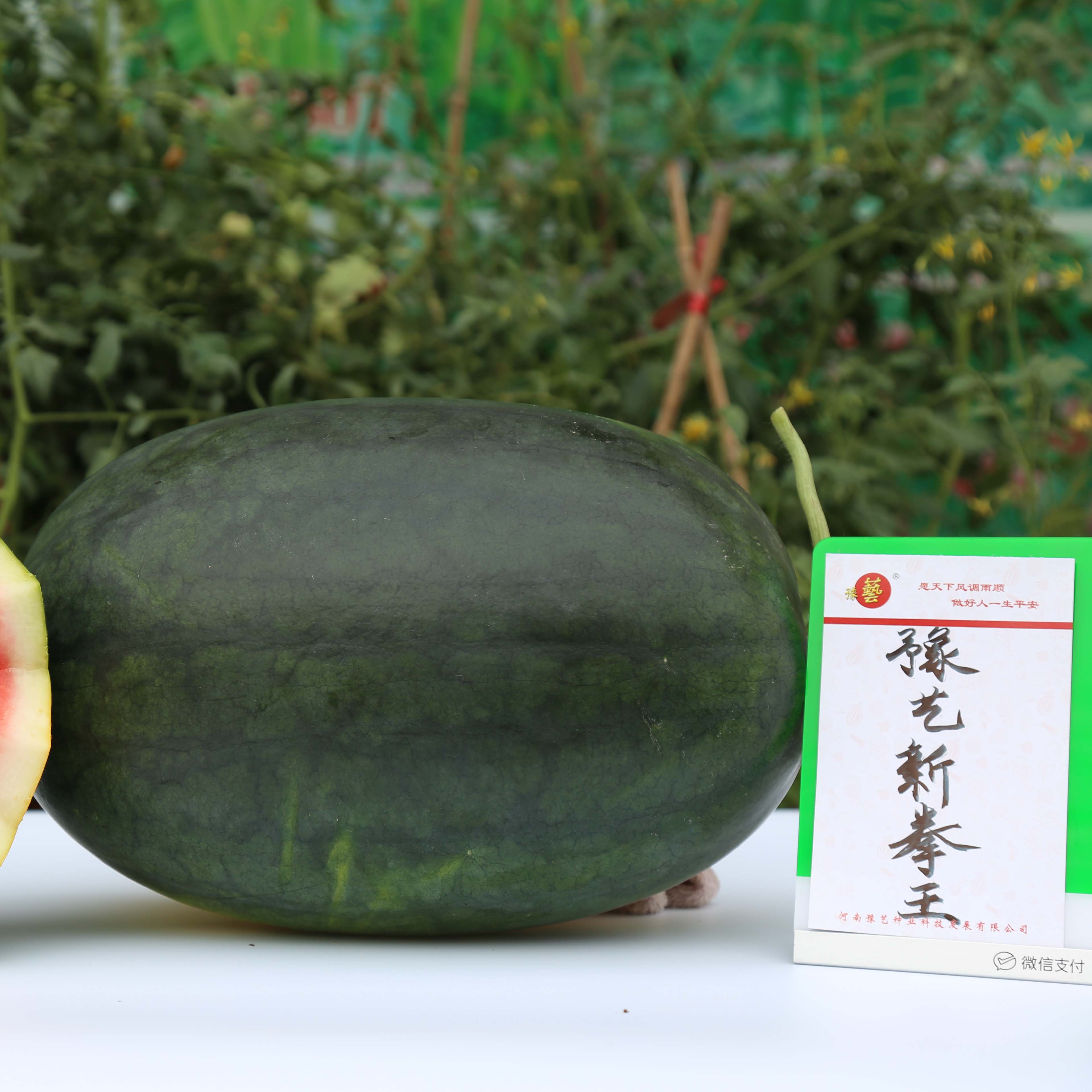 bb贝博艾弗森官方网站新拳王