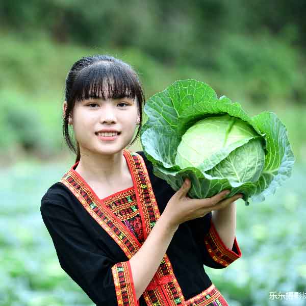 bb贝博艾弗森官方网站水果甘蓝