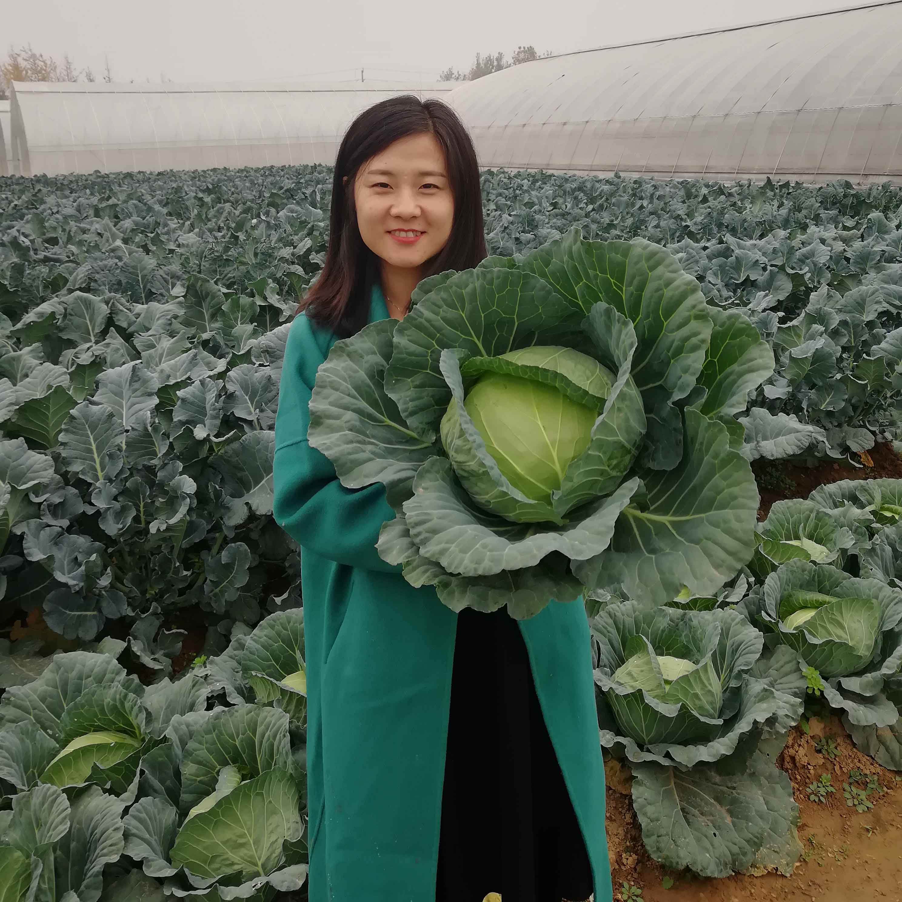 bb贝博艾弗森官方网站水果甘蓝