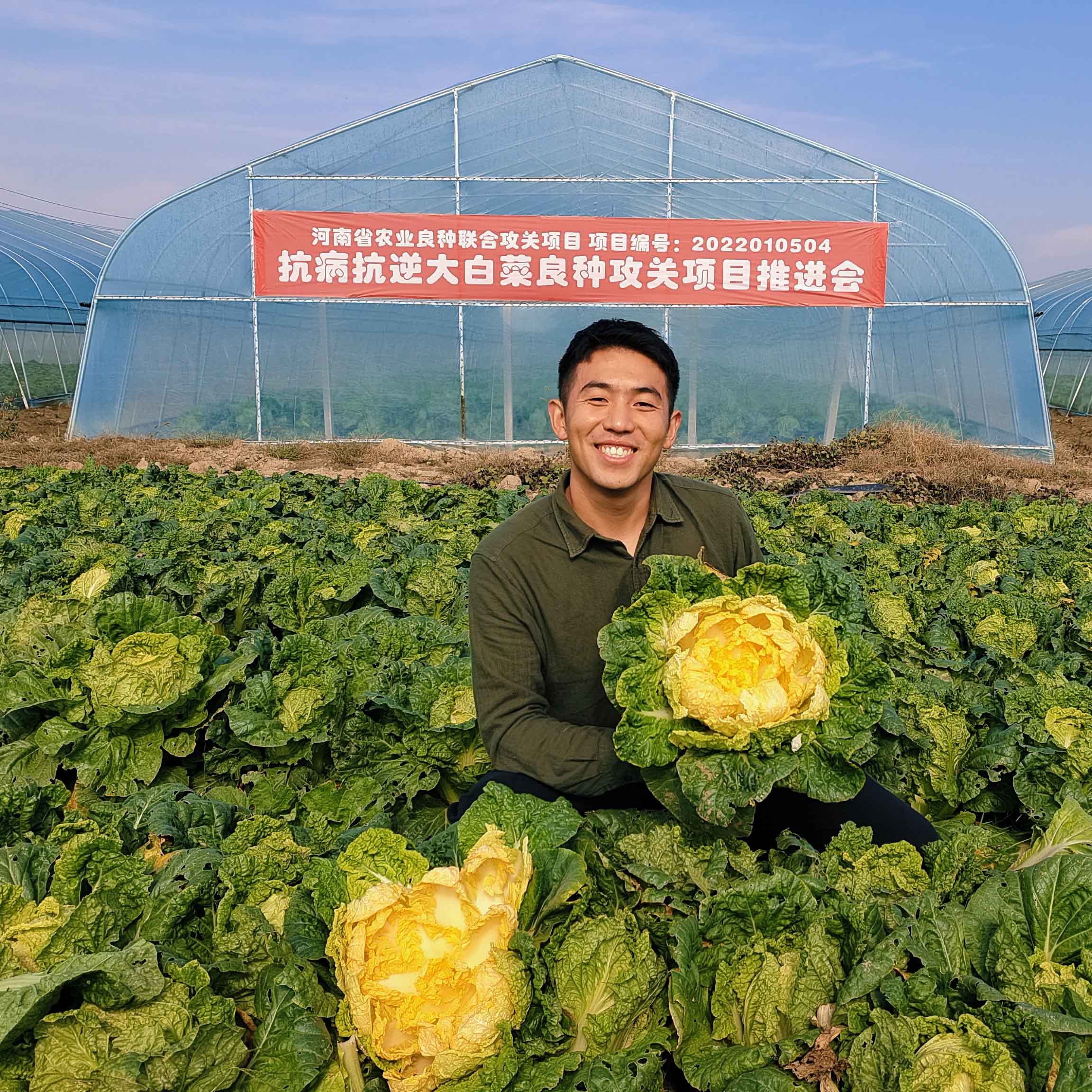 农大柔红白菜