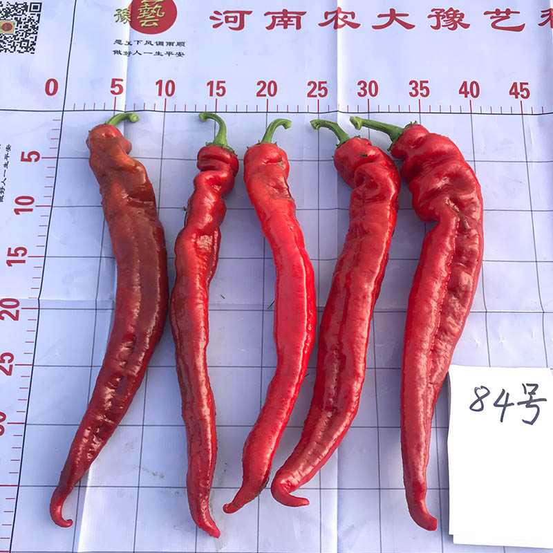 红衣教主