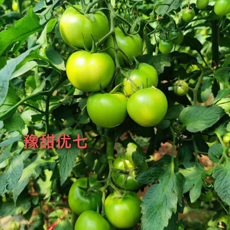 bb贝博艾弗森官方网站优七