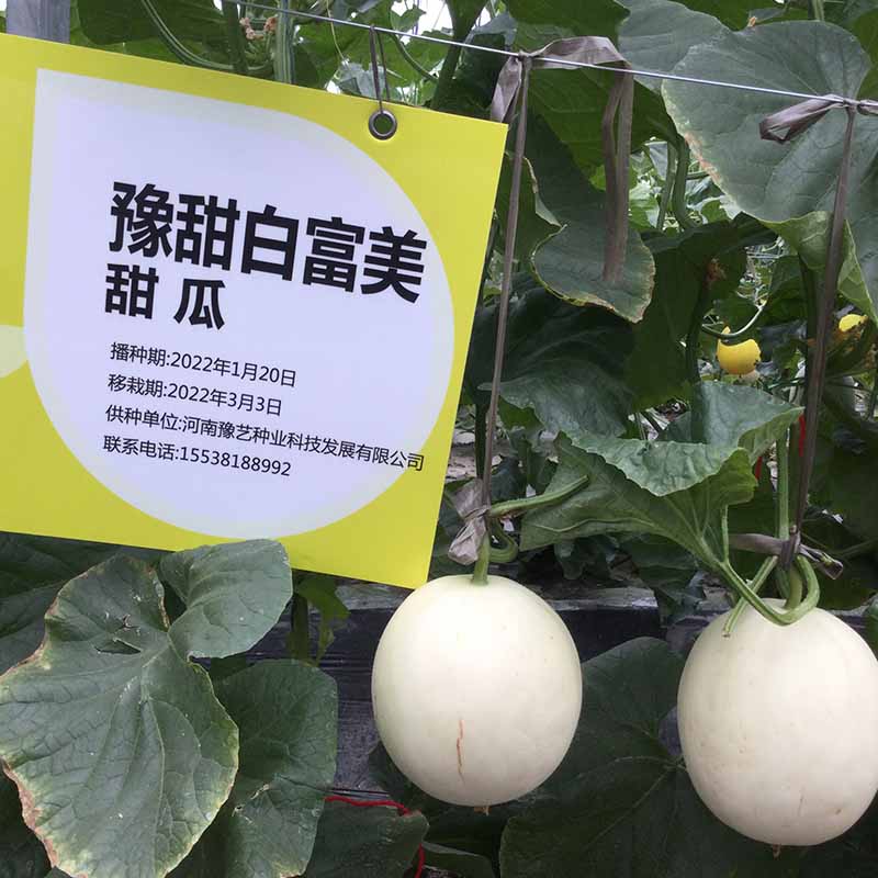 bb贝博艾弗森官方网站白富美甜瓜