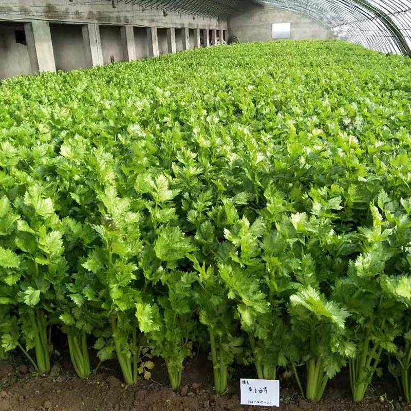黄玉西芹