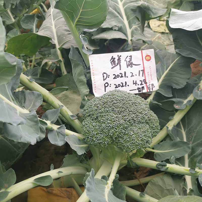 bb贝博艾弗森官方网站鲜绿