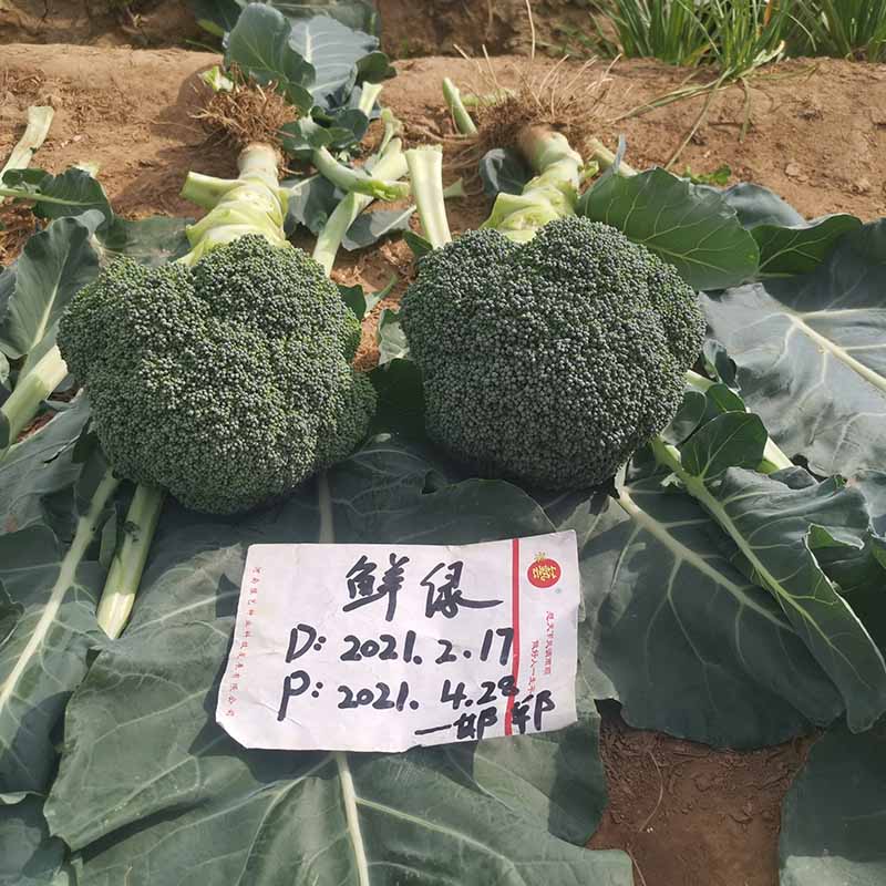 bb贝博艾弗森官方网站鲜绿