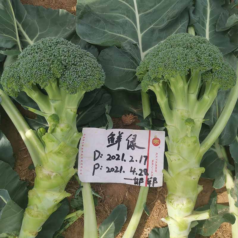 bb贝博艾弗森官方网站鲜绿
