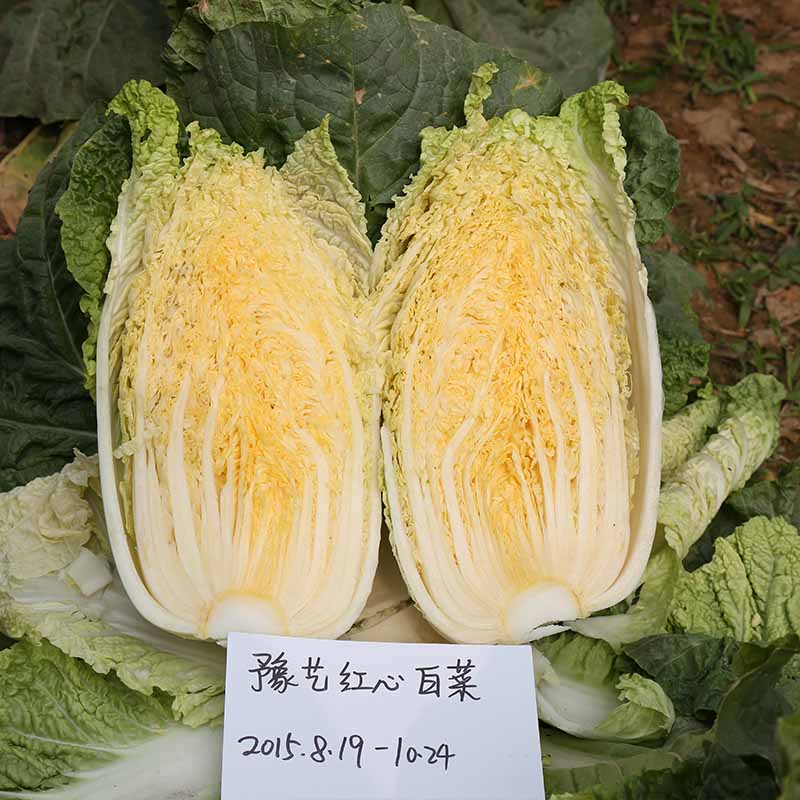 bb贝博艾弗森官方网站红心白菜