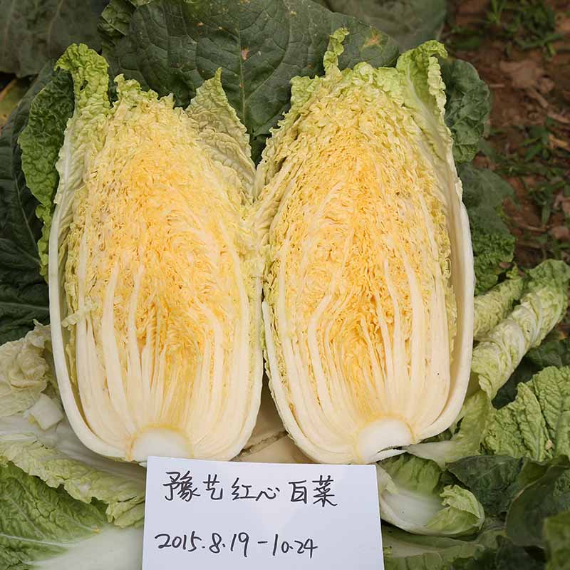 bb贝博艾弗森官方网站红心白菜