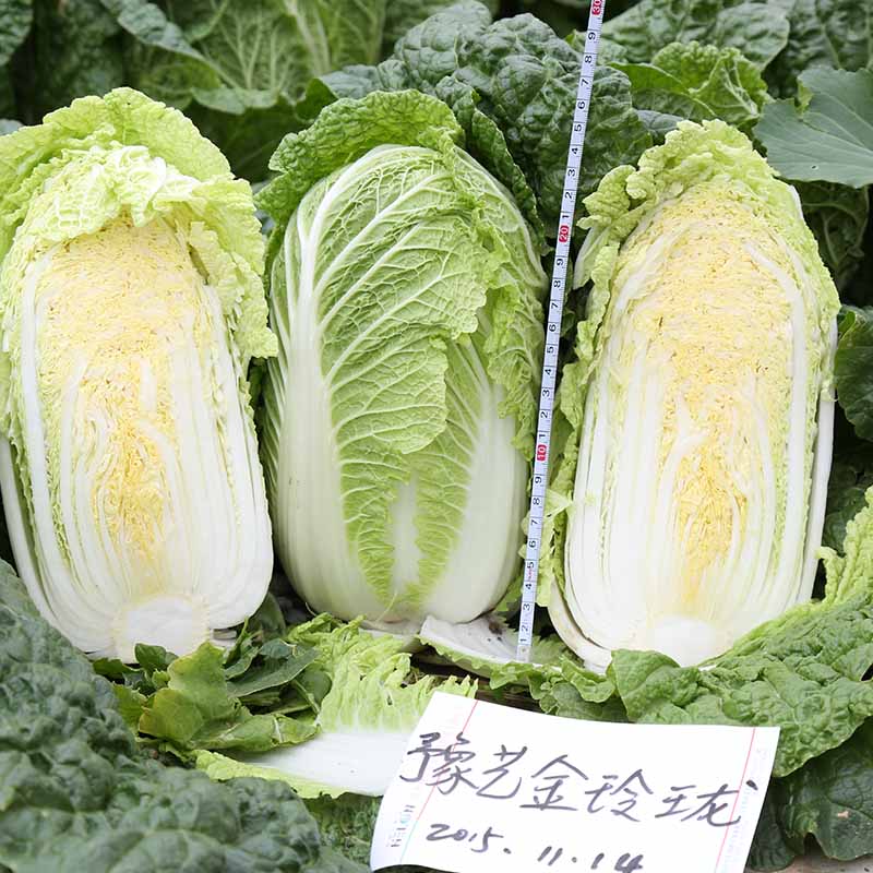 bb贝博艾弗森官方网站金玲珑白菜