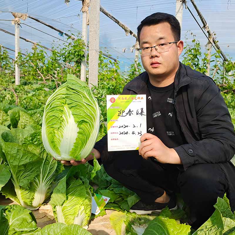 bb贝博艾弗森官方网站迎春白菜