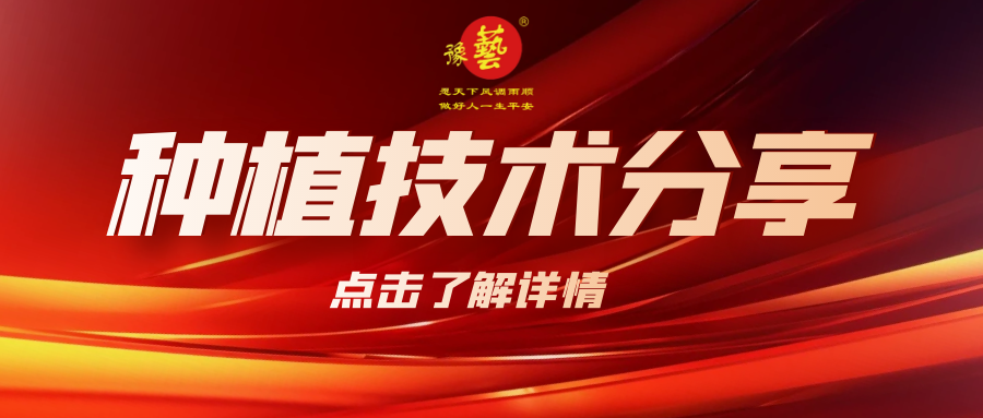 要想种出精品率高的胡萝卜，这7点要注意！