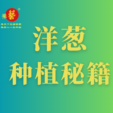 洋葱种植秘籍：掌握这八点，种出优质洋葱！